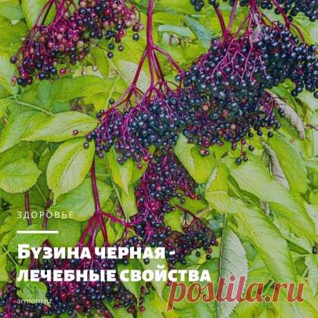 Бузина черная — это многолетнее дикорастущее растение семейства Жимолостных. Другие его названия – самбукус, бузинник, базник, бузиновый цвет, самбук, пусторосль. В России к черной бузине сложилось…