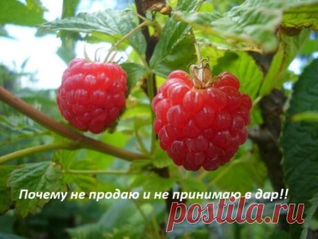 Заметила простую закономерность, если что-то из излишков своего огорода подарю, то сама остаюсь без урожая. И это касается не только кустарников, рассады или плодовых саженцев, табу распространяется на цветы, особенно на них.
У меня есть подруга, с которой мы дружим почти 20 лет. Она тоже заядлый огородник и цветовод. Так вот, каждый год она норовит мне что-то всучить, что посадить уже некуда, а выкинуть, как говорится, жалко.
Так я сажала барбарис, войлочную вишню, пионы, некоторые сорта клуб