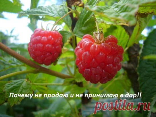 Заметила простую закономерность, если что-то из излишков своего огорода подарю, то сама остаюсь без урожая. И это касается не только кустарников, рассады или плодовых саженцев, табу распространяется на цветы, особенно на них.
У меня есть подруга, с которой мы дружим почти 20 лет. Она тоже заядлый огородник и цветовод. Так вот, каждый год она норовит мне что-то всучить, что посадить уже некуда, а выкинуть, как говорится, жалко.
Так я сажала барбарис, войлочную вишню, пионы, некоторые сорта клуб