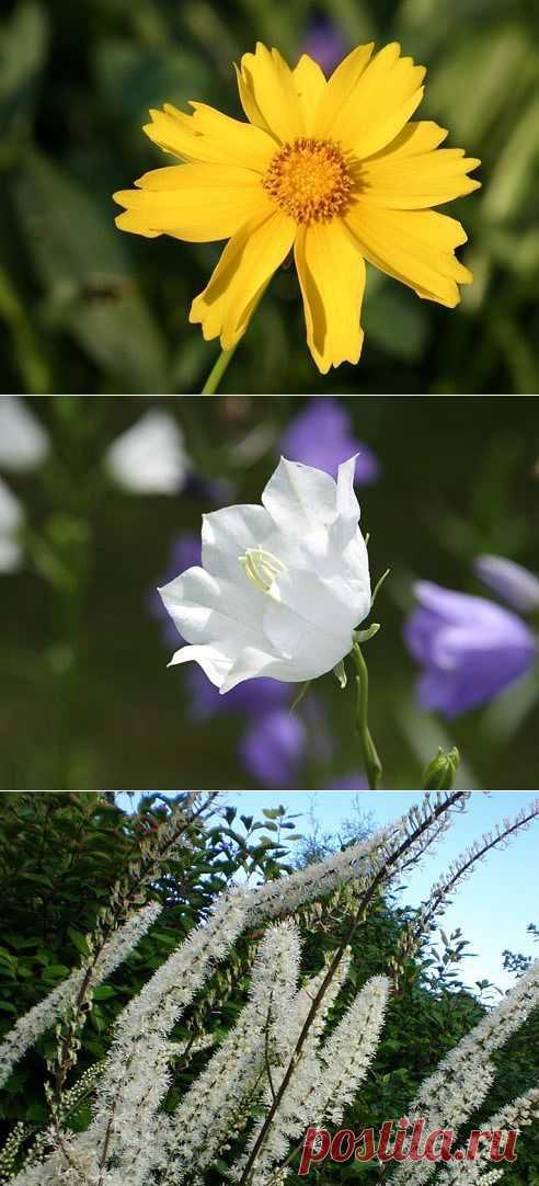 (48) Одноклассники