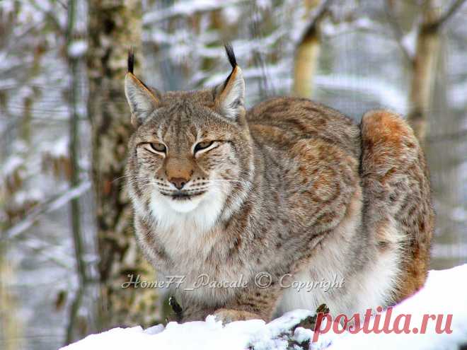 Lynx de Sibérie 