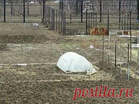 Простой способ выращивания рассады томатов и перца на продажу | SadimVmeste.ru - Блог о саде и огороде