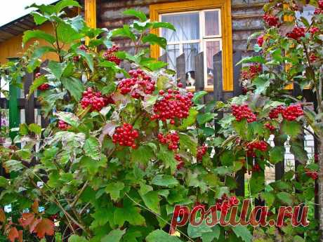 Калина в саду - нужна или нет? Какую и для чего растят калину на садовом участке | Хозяйкин огород | Дзен