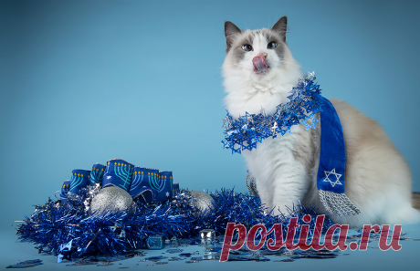 Коты от Elizabeth(США)