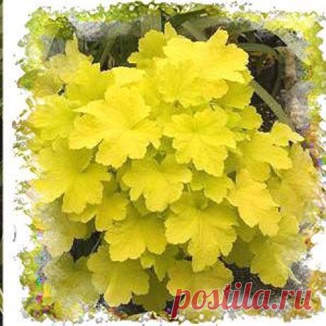 Heuchera 'Citronelle' - The Hosta Farm
