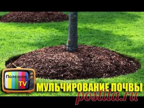МУЛЬЧИРОВАНИЕ ПОЧВЫ! ЧЕМ, КАК И ДЛЯ ЧЕГО?