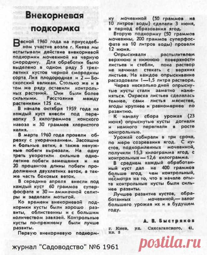 Внекорневая подкормка мочевиной черной смородины