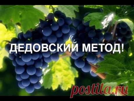 ШОК! НОВЫЙ МЕТОД. Виноград. Урожай. Обрезка. Советы профессионала. Укрытие. Методы.