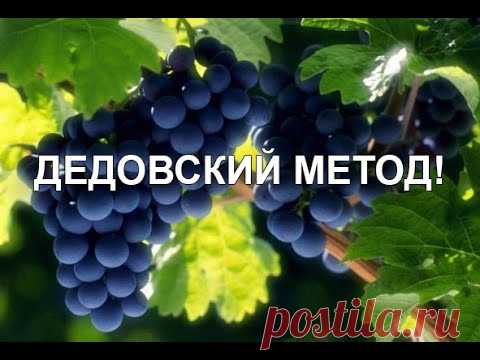 ШОК! НОВЫЙ МЕТОД. Виноград. Урожай. Обрезка. Советы профессионала. Укрытие. Методы.