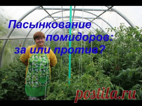Пасынкование томатов: за или против?/Growing tomatoes.