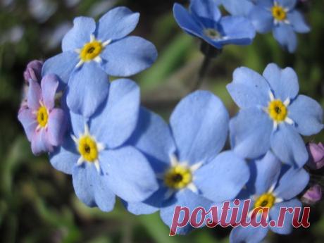 Весна 2012 - 183 фото. Фотографии Любовь Соколова.