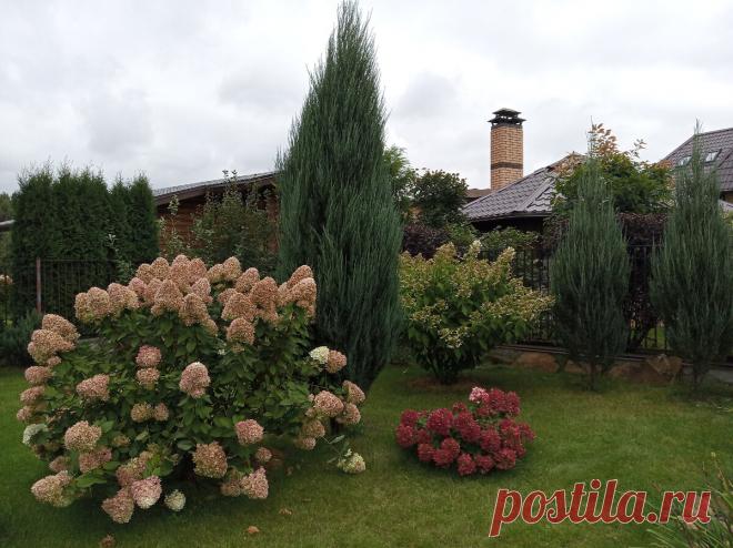 Как обрезать молодой куст метельчатой гортензии на примере маленького куста Даймонд Руж | Дневник Божьей Коровки | Яндекс Дзен