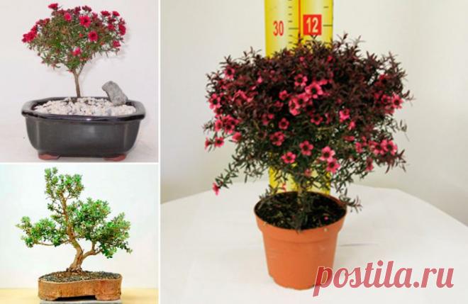 Лептоспермум