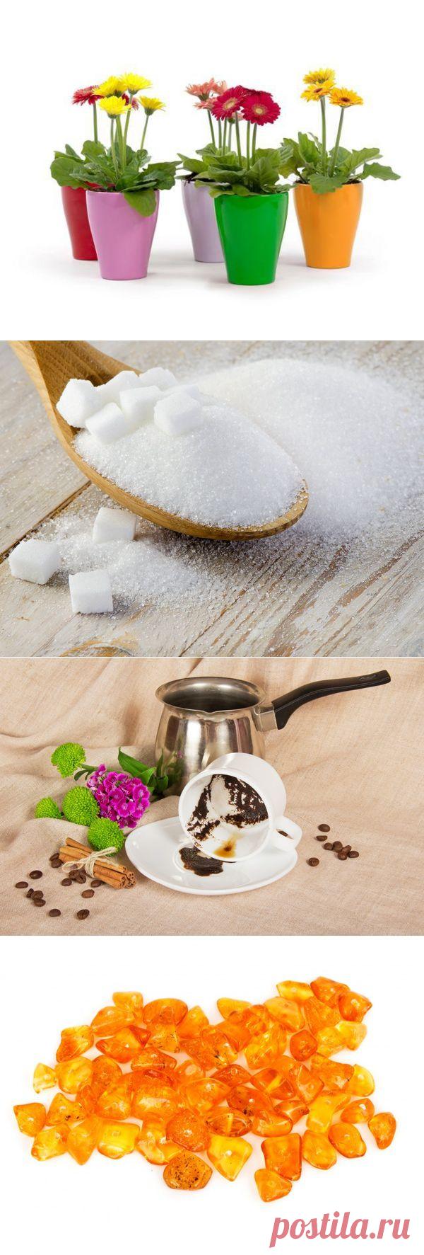 10 натуральных удобрений для домашних цветов