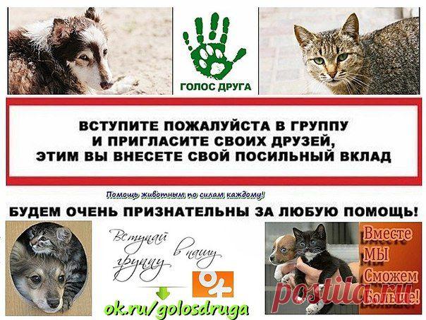 Группа содействия ОЗЖ "Голос друга"