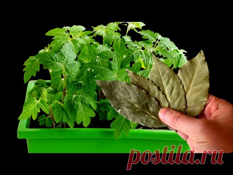 НЕ ВЗДУМАЙТЕ САЖАТЬ Томаты и Перец Без ЭТОГО! Рассада крепкая и урожайная в 10 раз больше!