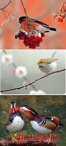 Лилия Корчагина: Красивые птицы - моя радость. | Постила.ru