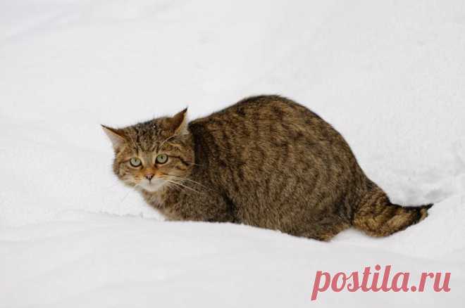 Wildkatze im Tiefschnee - Naturbild-Galerie: Wildkatze - Fokusnatur Naturfotografie