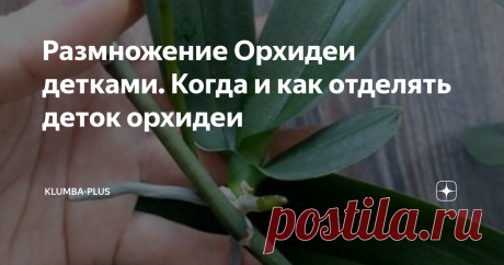 Размножение Орхидеи детками. Когда и как отделять деток орхидеи Орхидея фаленопсис– оригинальный цветок и размножается в домашних условиях тоже необычным способом, ни семенами, ни черенками, ни делением куста, а детками, которые образуются на цветоносах.
Многие используют специальный гормональный препарат для пробуждения почек на цветоносах и появления деток – это цитокининовая паста. Но и без стимуляции орхидеи могут регулярно давать деток.
Детка орхидеи