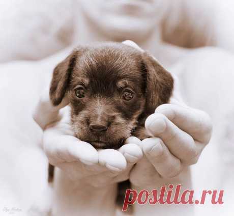 Смешные животные