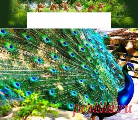 Одноклассники