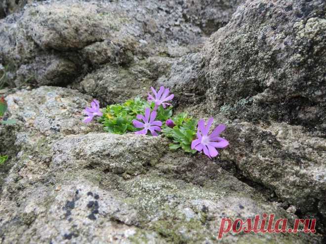 💚Первоцвіт дрібний (Primula minima) занесений до Червоної книги України зі статусом «рідкісний»...