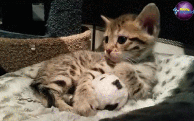 Kitten with Ball | Cute Cat GIFs | Смешно, Видео и Смешные гифки