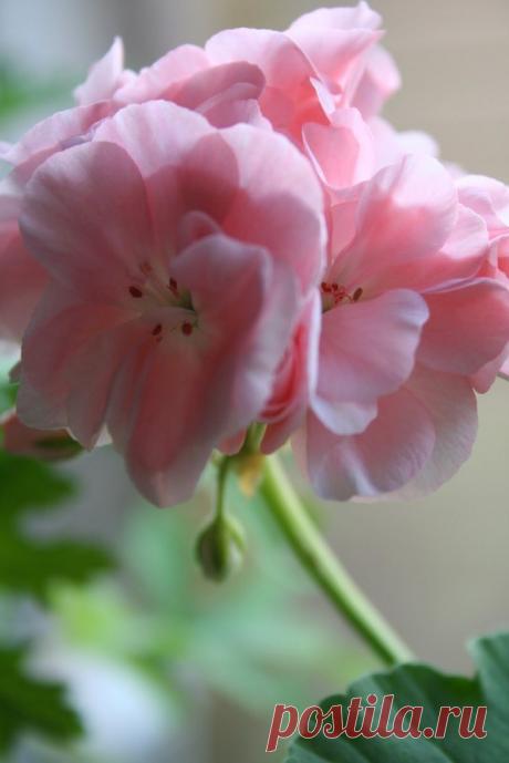 Найдено на сайте pelargonerochmeloner.blogspot.com.