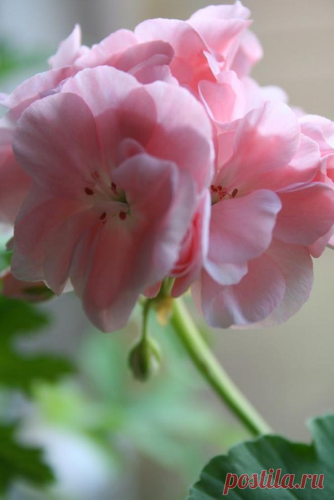Найдено на сайте pelargonerochmeloner.blogspot.com.