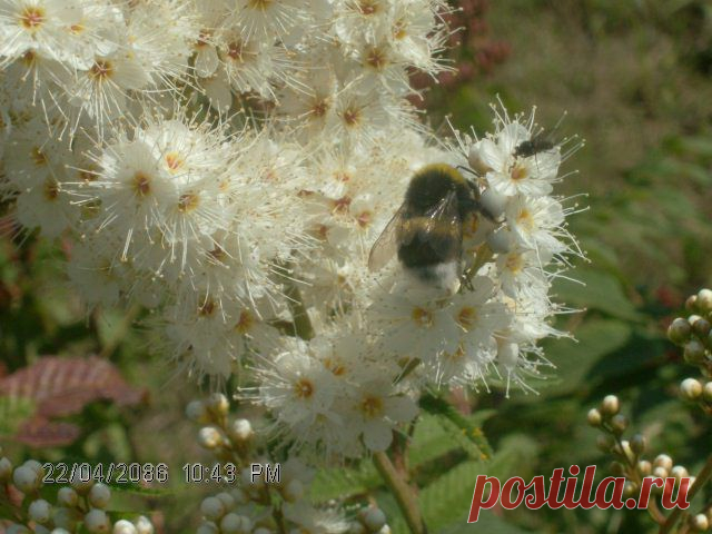 пчелка собирает нектар