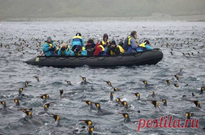 Королевство пингвинов — Наука и жизнь
