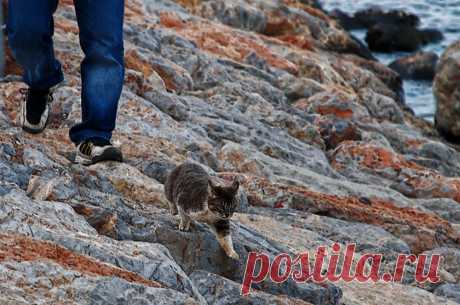 Run Kitty...Run ! ! !... - Image &amp; Photo by Canan Oner from Cats - Photography (30491831) | fotocommunity