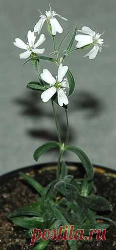 Российские биологи вырастили кусты из 30-тысячелетних семян