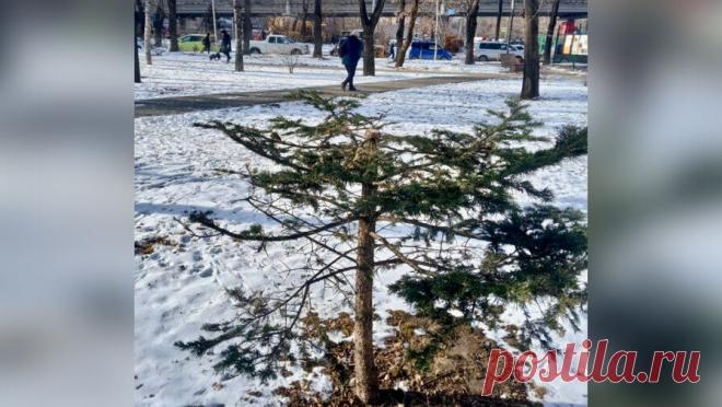 В Приморье вандал спилил верхушку пихты в сквере, его ищут. Во Владивостоке разыскивают вандала, который спилил у пихты верхушку. Об этом сообщили в пресс-службе Дирекции общественных пространств Владивостока. Инцидент произошел 27 декабря в сквере на улице Русской и попал на камеры ...