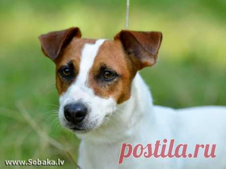 фото джек рассел терьер: 21 тыс изображений найдено в Яндекс.Картинках