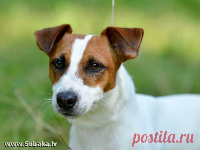 фото джек рассел терьер: 21 тыс изображений найдено в Яндекс.Картинках