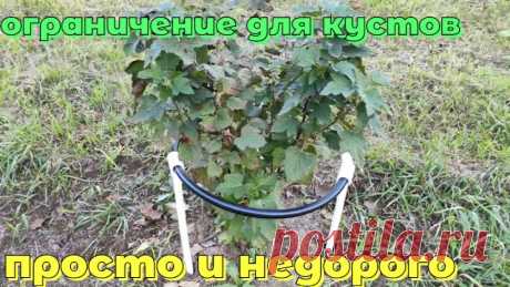 Ограждение для кустов из полипропиленовых труб!!!  Просто и удобно!!! Как сделать своими руками? Всем привет, в этом видео я покажу, как можно достаточно просто и быстро сделать своими руками ограждение для кустов на дачном участке. Идея это не моя, я ви...