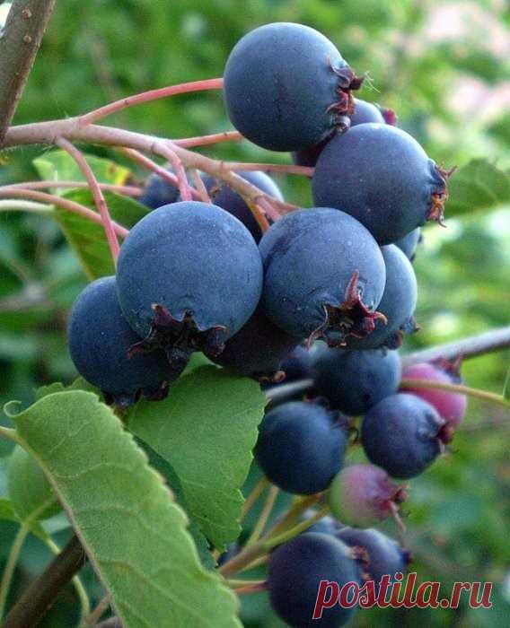 Одноклассники