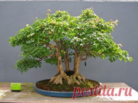 Acer buergerianium in clump style. Photo by Rebecca Bullene.
Фотографии от пользователя Brooklyn Botanic Garden на flickr  |  Pinterest