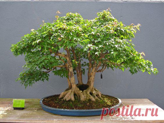 Acer buergerianium in clump style. Photo by Rebecca Bullene.
Фотографии от пользователя Brooklyn Botanic Garden на flickr  |  Pinterest