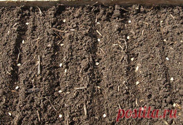 Осенняя посадка помидоров на рассаду — 6 соток