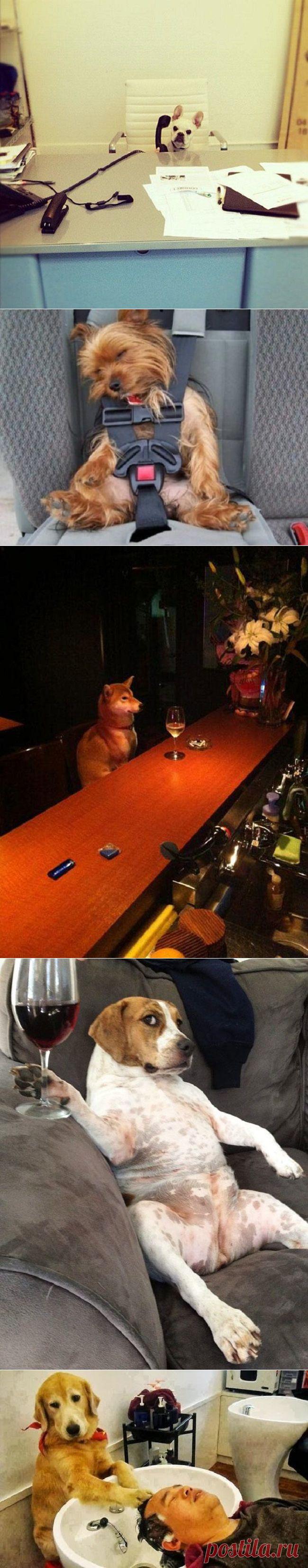 Забавные собачьи пародии на нас с вами