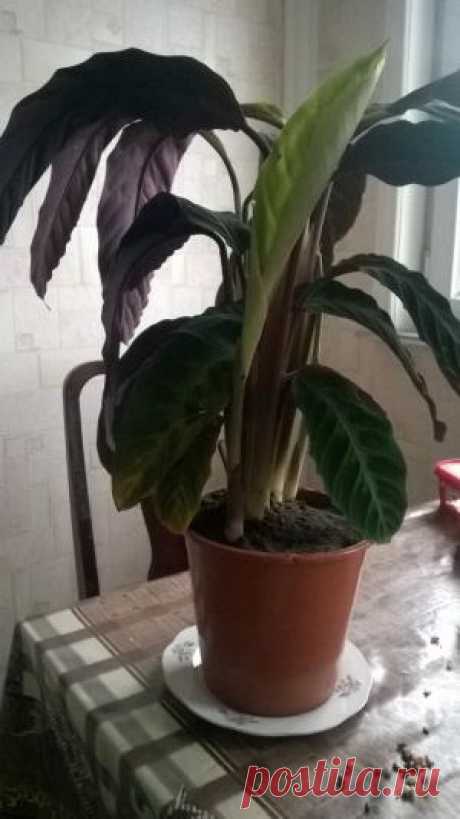 Калатея - Calathea: фото, условия выращивания, уход и размножение | happyflora.ru