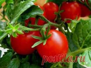 Лучшие комплексные минеральные удобрения для томатов