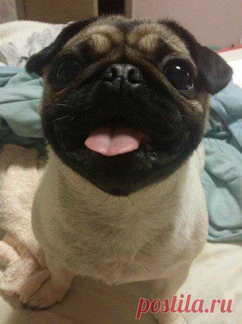 (45) Meu Cãozinho - Página inicial