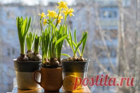 Комнатные нарциссы: всё о карликовых сортах и их выращивании — Ботаничка