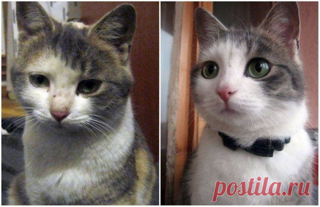 15 животных до и после того, как их забрали из приюта / Питомцы