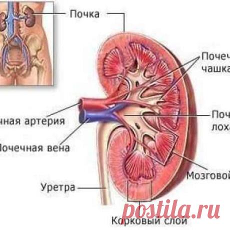 Учитель биологии!