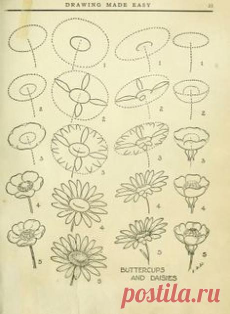 How to draw a Flower.