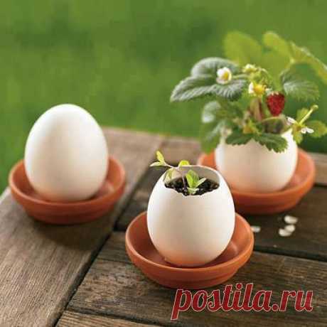 (1) Album 82: Kreatív tojások - uova - oeufs - eggs